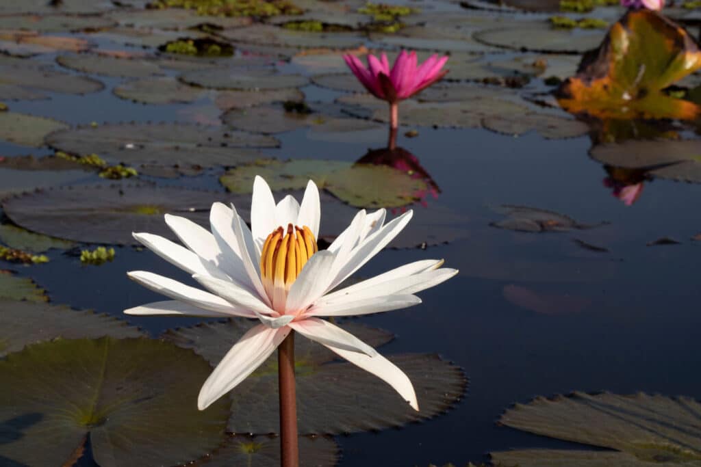 White water lily blooming from pond with lily pads, with one fuchsia and one pink lily pad blooming in the background