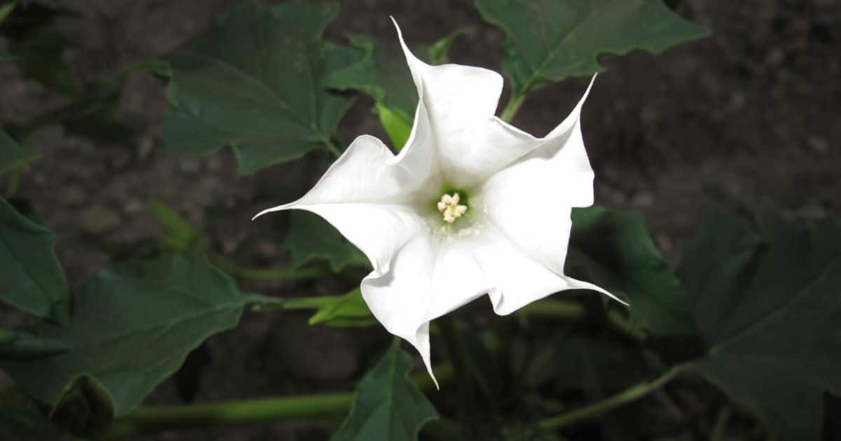 kirschlorbeer dünger bauhaus Floragard Bio Hochbeeterde kaufen – Mein schöner Garten Shop